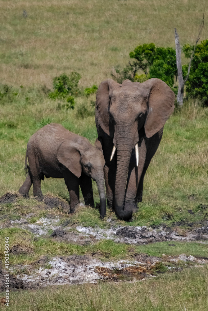 Fototapeta premium Elephant in National park of Kenya, Africa
