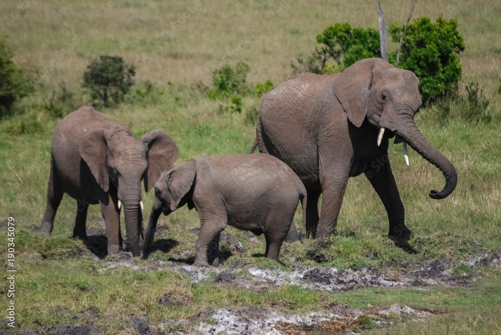 Fototapeta premium Elephant in National park of Kenya, Africa