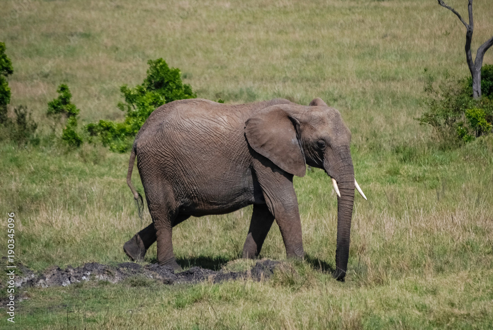 Elephant in Masai Mara Kenya