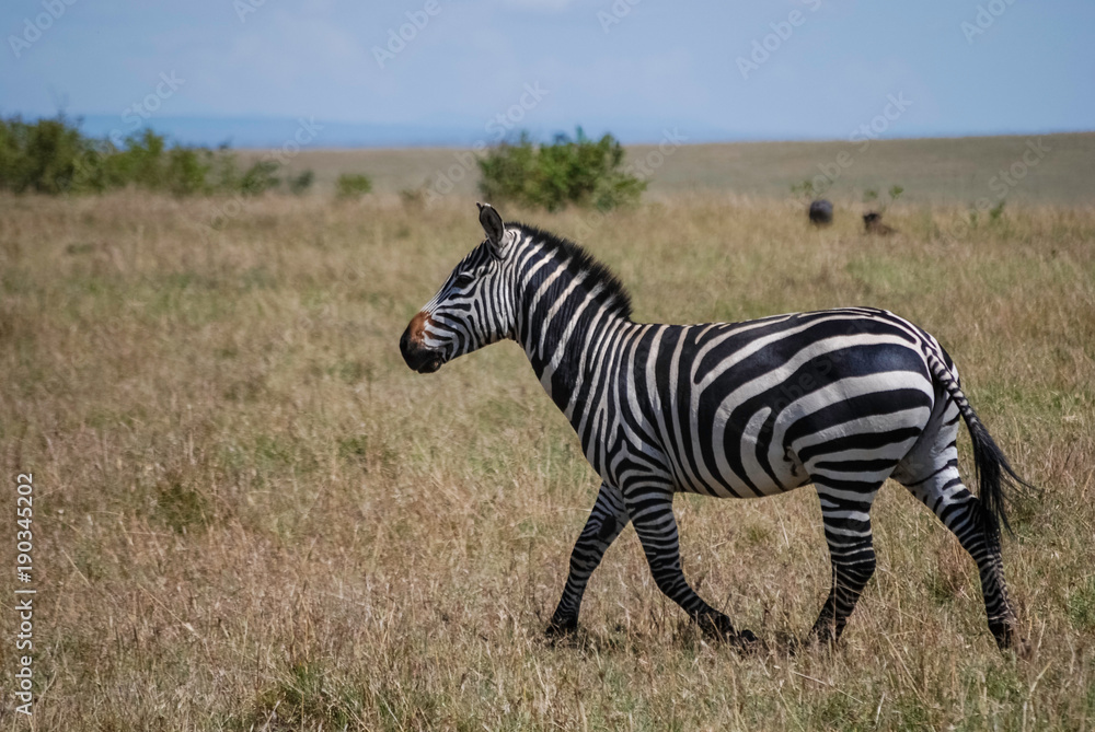 Naklejka premium Zebra Masai Mara Kenya Africa