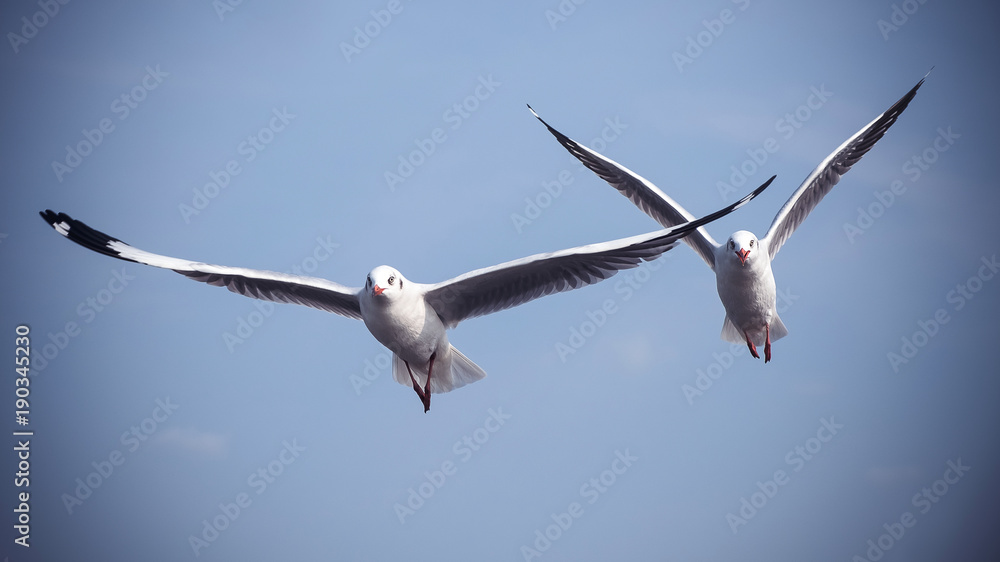 Closeup image of two seagulls flying in the blue sky Closeup image of two seagulls flying in the blue sky