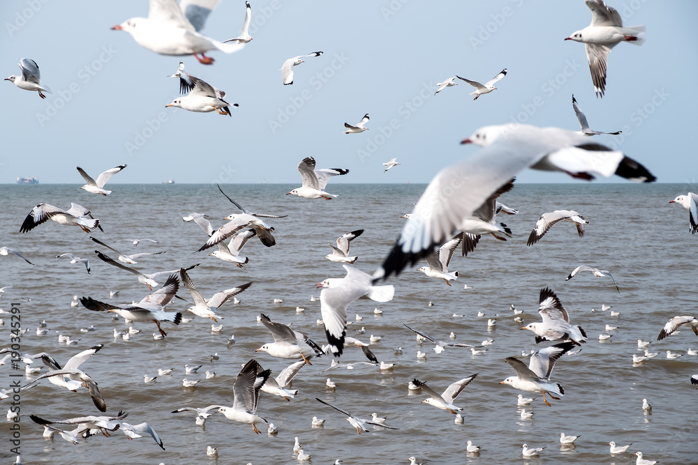 Closeup image of a flock of seagulls flying above the sea with blue sky background Closeup image of a flock of seagulls flying above the sea with blue sky background