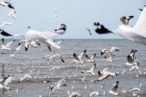 Closeup image of a flock of seagulls flying above the sea with blue sky background