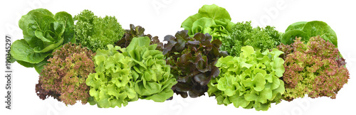 salad plant on white background photo