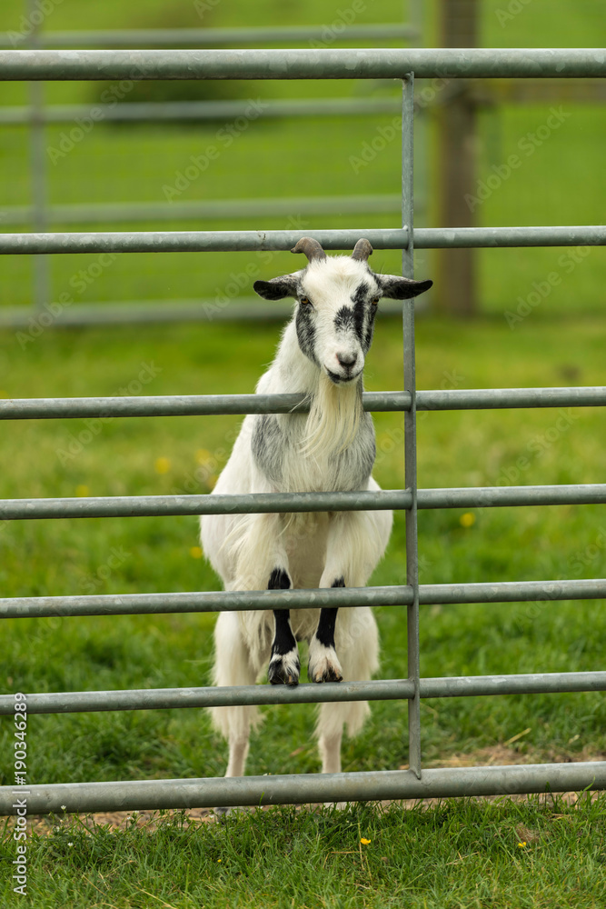 Obraz premium Goat looking through bars of gate