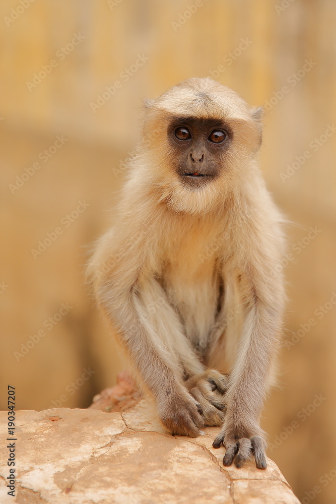 Portrait of a baby Gray Langur near Amber fort, Rajasthan, India