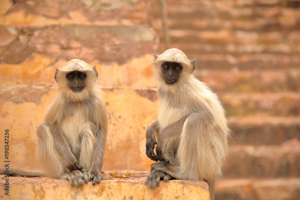 Portrait of two monkeys (Gray Langur) near Amber fort, Rajasthan, India