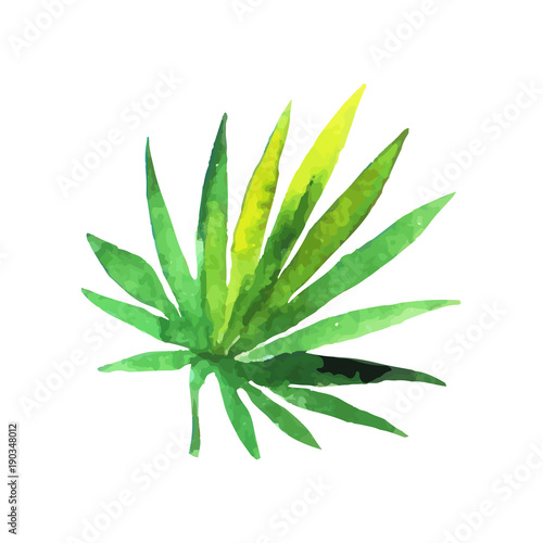 Green fan palm leaf hand drawn watercolor