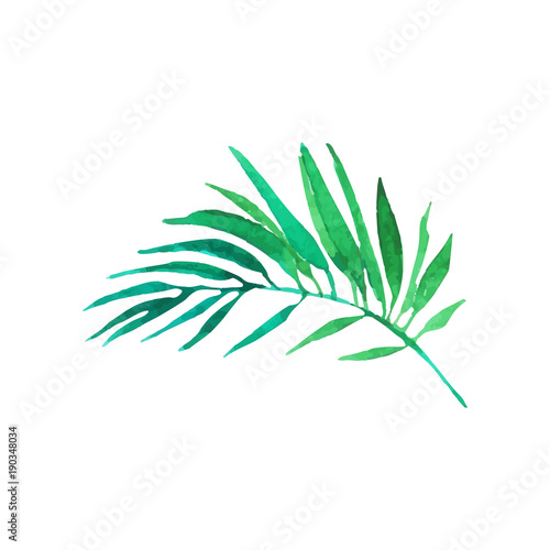 Green areca palm tree leaf hand drawn watercolor vector Illustration