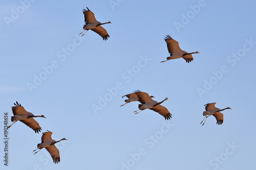 A flock of Demoiselle Cranes (Grus virgo) flying above Kichan village, Rajasthan, India photo