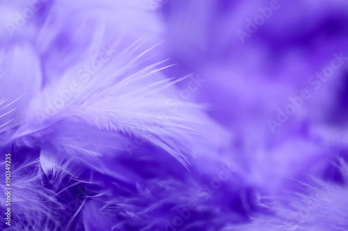 Closeup purple feather  Multicolored feathers  background texture  abstract