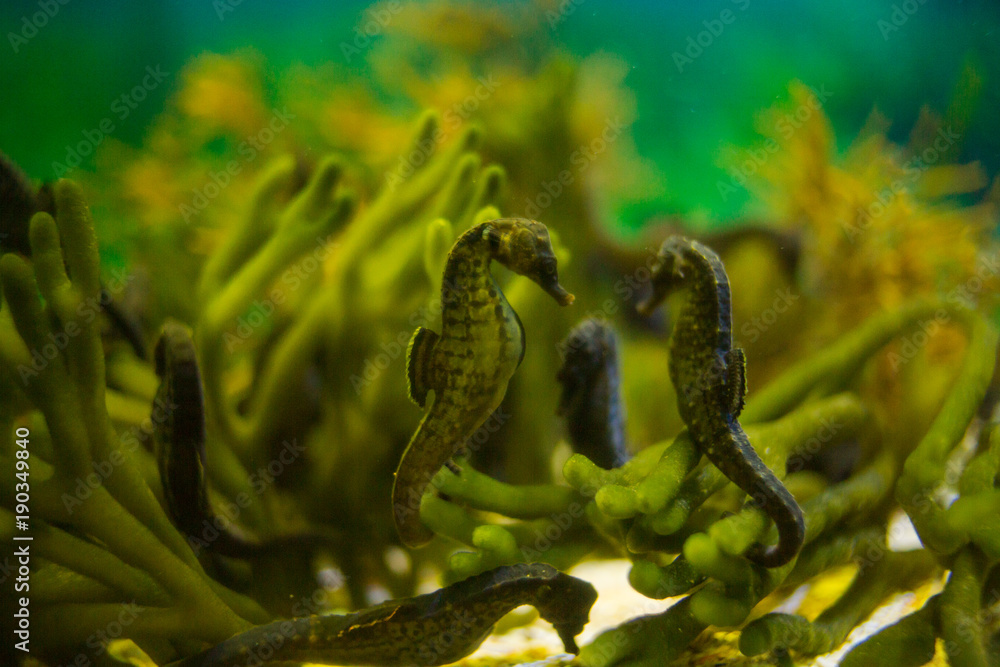 Close up image of seahorses in an aquarium Close up image of seahorses in an aquarium