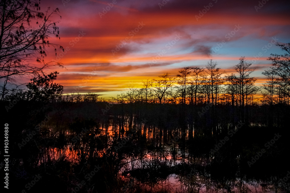 sunset in the swamps
sunset in the swamps