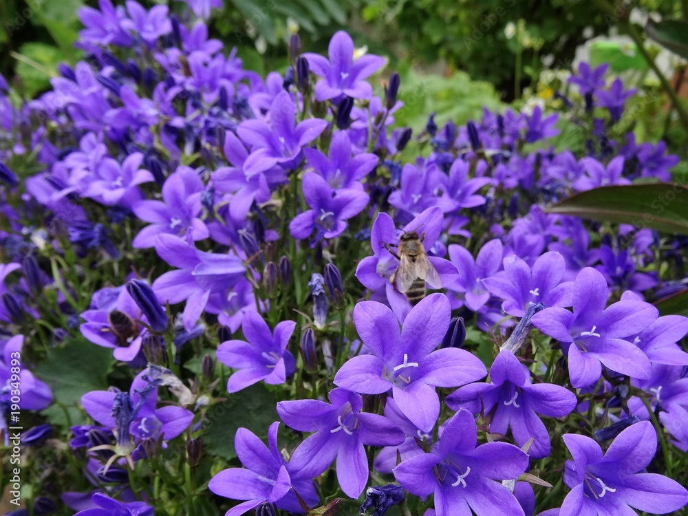 fleurs de jardin