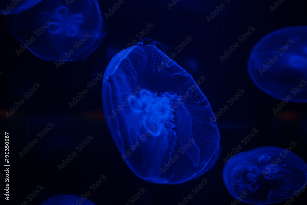 Close up image of a moon jellyfish in an aquarium under blue lights Close up image of a moon jellyfish in an aquarium under blue lights