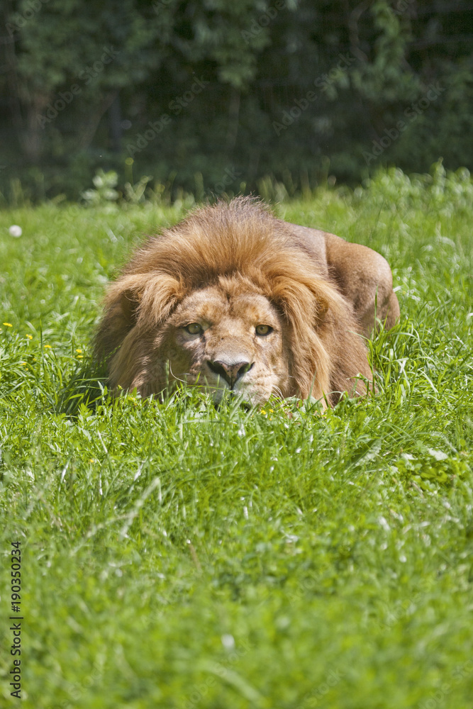 Fototapeta premium Young male african lion lying in the grass