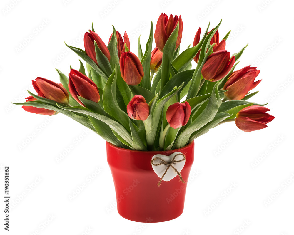 Red tulips in vase isolated over white