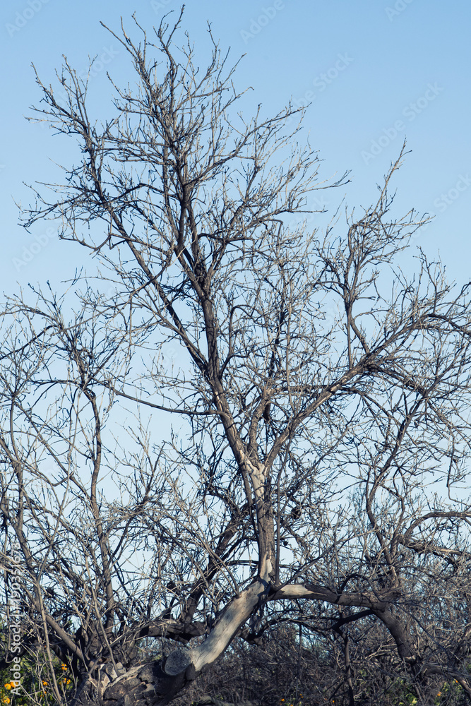 A dried tree.