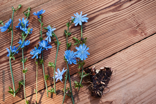Background with flowers of chicory and root on the old wooden boards. Place for text. Top view. Medicinal plant: Chicory. Fresh root of common chicory Cichorium intybus . Chicory root Cichorii intybi photo