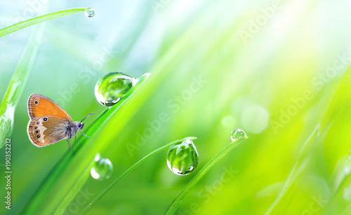 Beautiful large drops fresh morning dew macro in nature. Drops transparent water on grass and butterfly outdoors. Spring summer background with copy space.