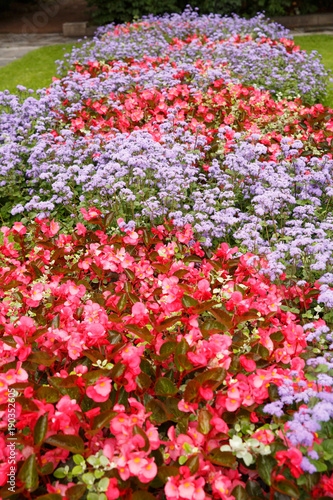 Fototapeta Naklejka Na Ścianę i Meble -  Flowers in the park