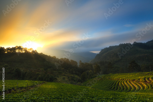 Morning light, mountain and mist. Strawberry Farm, Doi Ang Khang Fang, Chiang Mai, Thailand