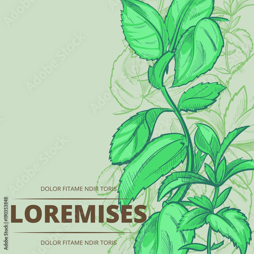 Peppermint plants and leaves poster background photo