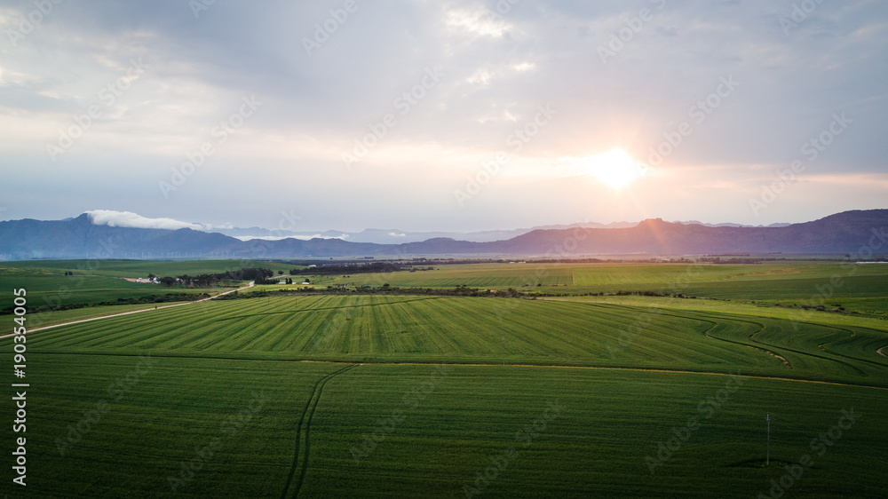 Aerial photo over a green wheat field in the Swartland in the western cape of South Africa