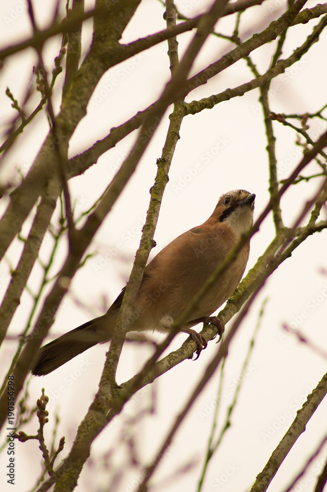 Obraz premium An apple on a tree, feeding birds in winter.