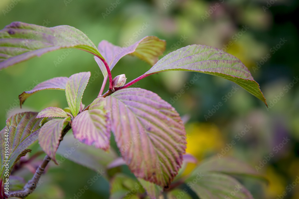 garden plant branch detail garden plant branch detail