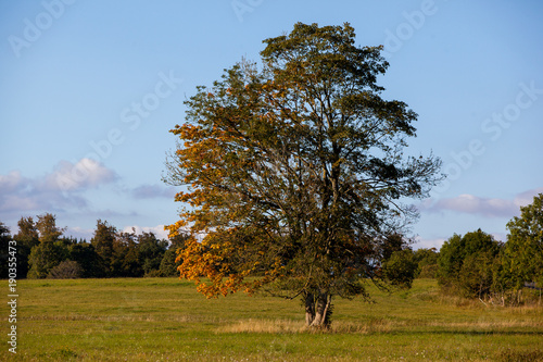einzel stehender Baum mit Laubfärbung im Herbst