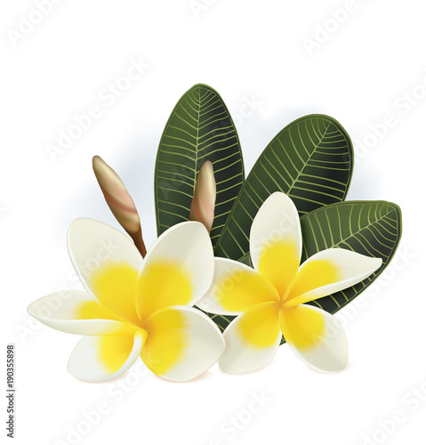 Plumeria flowers isolated on white background. Vector illustration