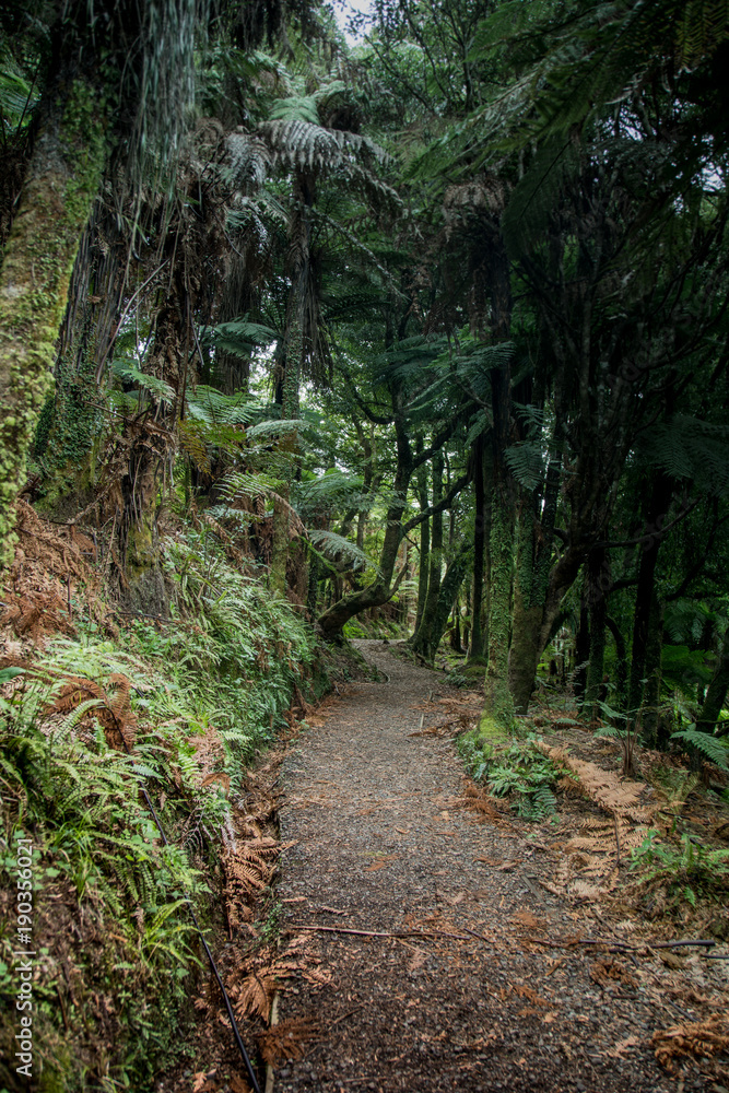 Path through rain forest