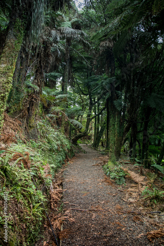 Path through rain forest © Vlad