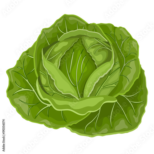 Fresh green cabbage vegetable isolated. cabbage for farm market, vegetarian salad recipe design. Vector illustration in flat style