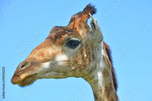 Giraffe. Closeup portrait
