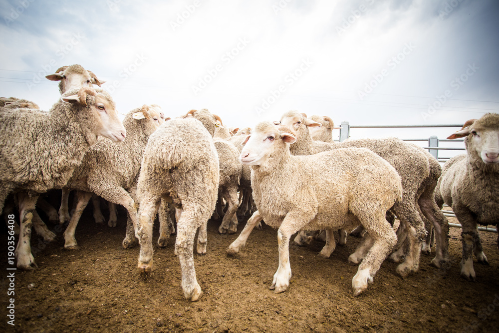 Fototapeta premium Close up wide angle view of a flock of sheep in a holding pen on a farm