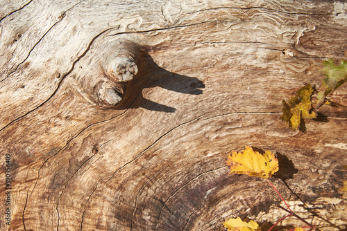 Old tree with a twig without bark photo