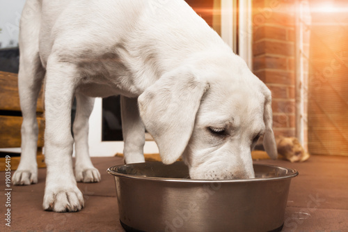 Fototapeta Naklejka Na Ścianę i Meble -  young cute white hungry labrador retriever dog puppy eats some meat food out of bowl