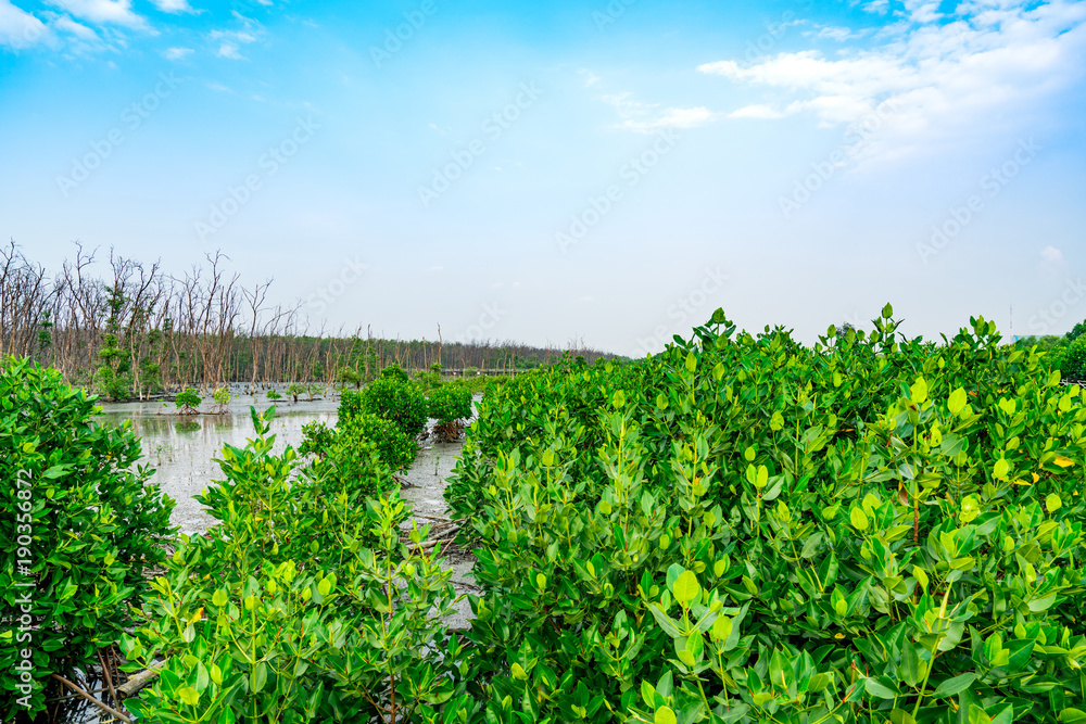 Mangrove tree and dead tree in mangrove forest with blue sky and clouds Mangrove tree and dead tree in mangrove forest with blue sky and clouds