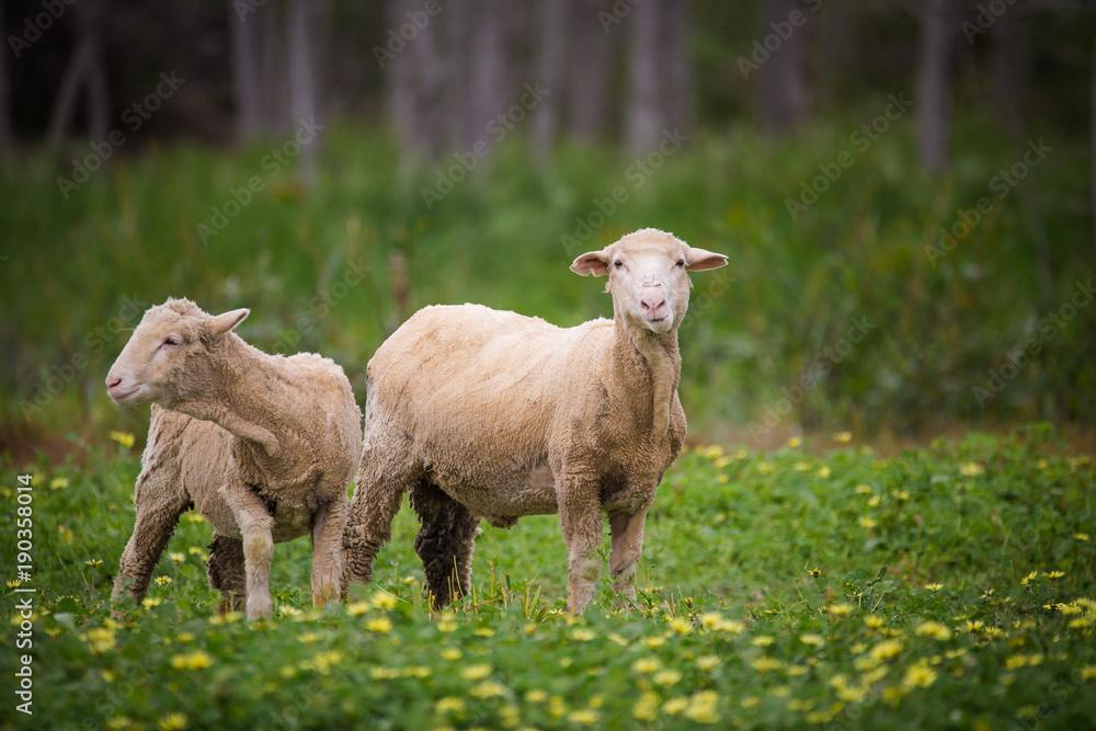 Naklejka premium Close up view of a flock of sheep on a green pasture