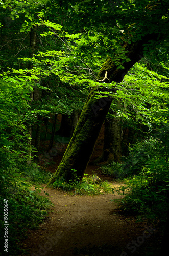 Alone tree  Slovenia