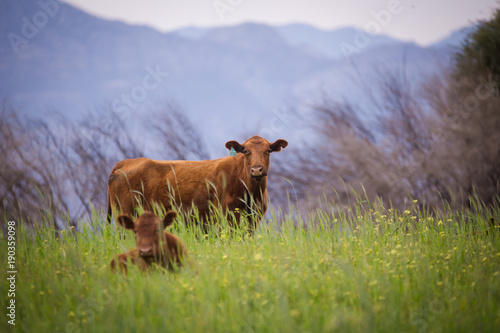 Close up image of a cow / cattle in a green meadow © Dewald