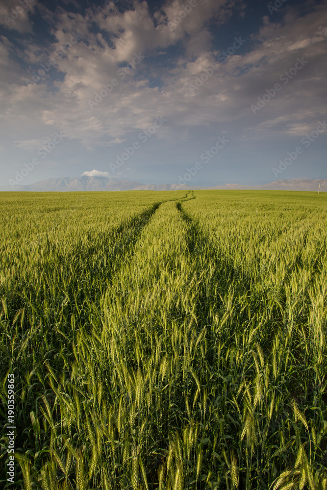 Wide angle landscape image of a bright green wheat field in the Swartland area in the western cape of south africa