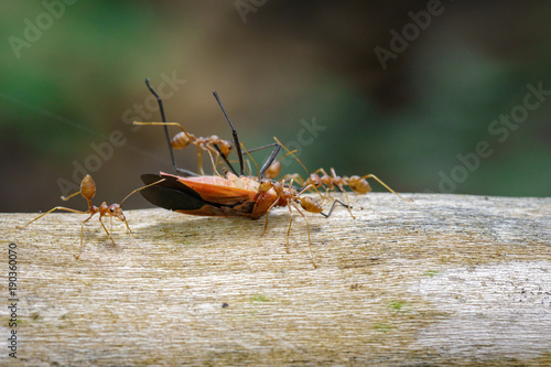 Image of Red Ants eating Red Cotton Bug on nature background. Insect. Animal