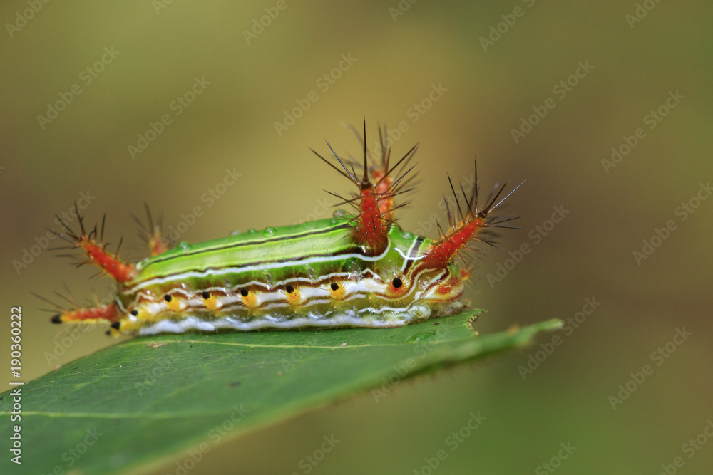 Image of Stinging Nettle Slug Caterpillar (Cup Moth, Limacodidae) "Green  Marauder" on green leaves. Insect Animal. Photos | Adobe Stock