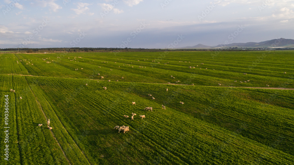 Aerial view over a flock of sheep on a farm