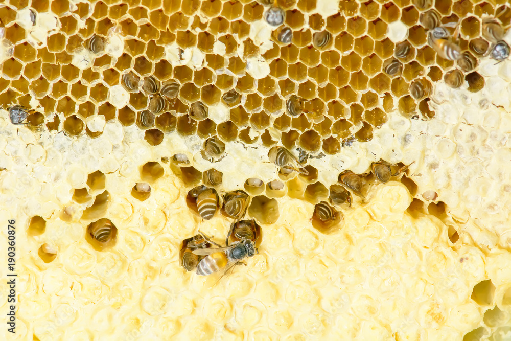 Nest of apis florea consists an embryo, adult and sweet water. Apis florea or dwarf honey bee, is one of two species of small. Nest of apis florea consists an embryo, adult and sweet water. Apis florea or dwarf honey bee, is one of two species of small.