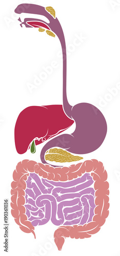 Human Anatomy Gastrointestinal Tract Diagram