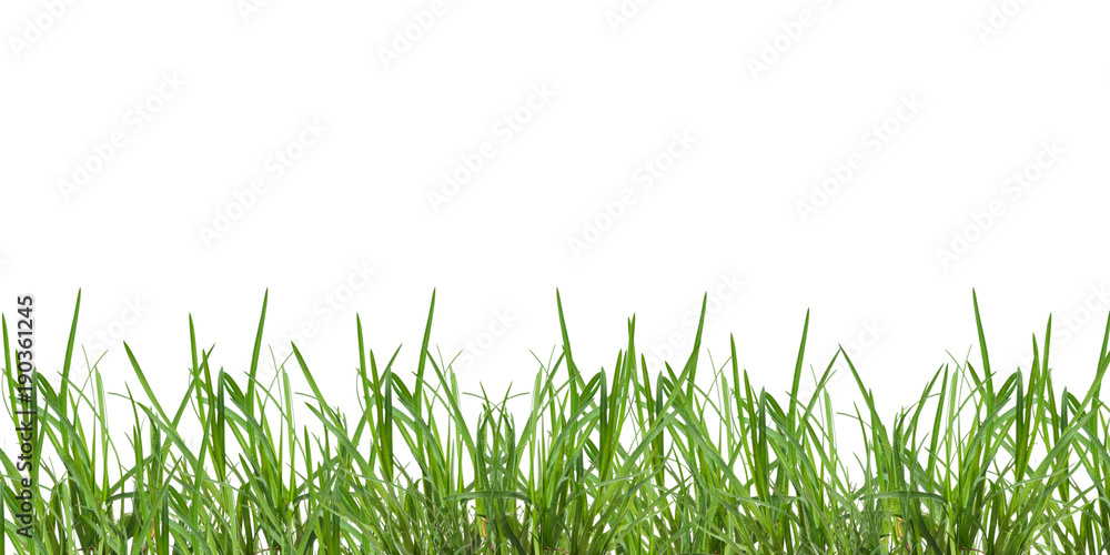 Poster, leaf grass isolated on white background Poster, leaf grass isolated on white background